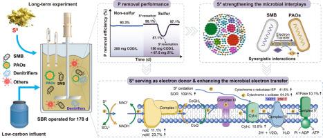Elemental sulfur enhances autotrophic denitrifying phosphorus removal from carbon-deficient wastewater through microbial synergy and electron transfer optimization