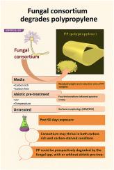 A consortium of Aspergillus species biodegrades polypropylene plastic
