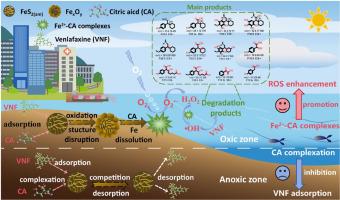 Enhanced venlafaxine degradation in amorphous FeS2 under redox-dynamic aqueous environments: Critical role of citrate in electron utilization for boosted hydroxyl radical generation