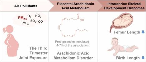 Gestational Joint Exposure to Air Pollutants and Intrauterine Skeletal Development: Mediating Effect of Placental Metabolome in a Chinese Birth Cohort