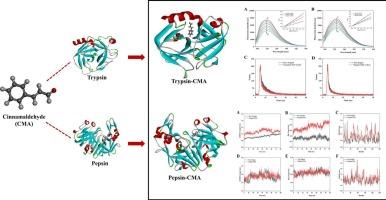 Unveiling the binding landscape of cinnamaldehyde with digestive proteases:An exploration of specific interactions and conformational dynamics