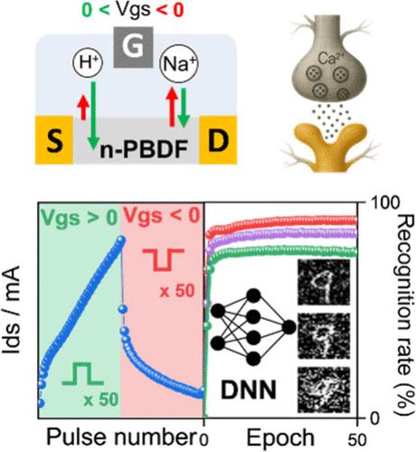 Proton Migration-Modulated n-Doped Poly(benzodifurandione) Organic Electrochemical Transistors Used for Neuromorphic Computing Applications