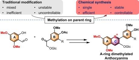 Synthesis and properties of 5,7-dimethylated anthocyanins: Focusing on peonidin-3-O-glucoside and petunidin-3-O-glucoside