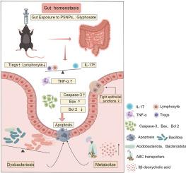 Co-exposure to polystyrene nanoplastics and glyphosate promotes intestinal apoptosis in mice via intestinal barrier impairment and immunoinflammatory dysregulation
