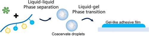 Aromatic Residues Drive Polyelectrolyte Coacervates into Hydrogels for Underwater and Underoil Adhesion