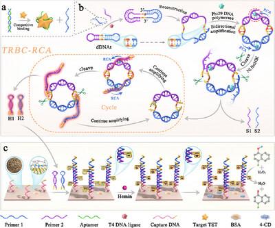 Engineering Atomically Precise Cobalt Charge-Transfer Bridges for Cascade Amplification-Enhanced Photoelectrochemical Sensing