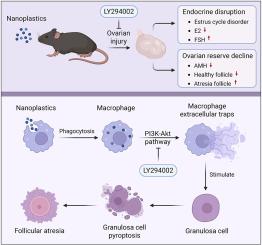 Polystyrene nanoplastics induce ovarian injury by PI3K-Akt pathway-driven macrophage extracellular trap formation