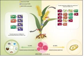 Seed-borne and environmental transmission mechanisms drive diverse heavy metal-resistant plant growth-promoting bacteria (PGPB) in rice