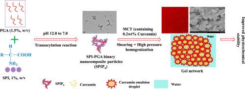 Assembling soy protein-propylene glycol alginate binary nanocomposite particles via transacylation reaction to stabilize high-oil-phase curcumin-loaded emulsions: Influence of gel network
