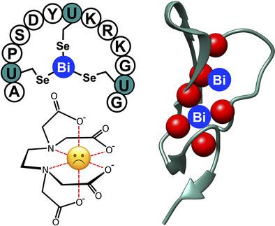 Bismuth-Selenopeptides Combine Potent Bioactivity with Exceptional Kinetic Inertness.