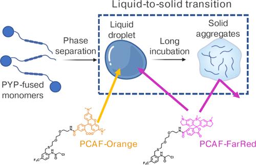 Live-Cell Monitoring and Omics Analysis of Liquid-Solid Transitions of Biomolecular Condensates.