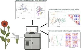 A high-throughput HILIC-UHPLC-MS/MS approach for multi-tissue profiling of alkaloids in Papaver somniferum: Method development and chemotypic prediction