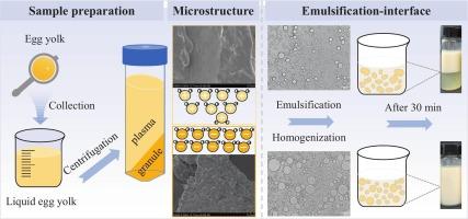 Mechanistic insights into heat-induced emulsion destabilization of key fractions in egg yolk: Betaine-mediated suppression of thermal aggregation