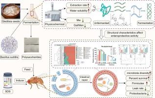 Physicochemical characterization and enteroprotective activity of triple-helix Gleditsia seed polysaccharides prepared by the probiotic fermentation method