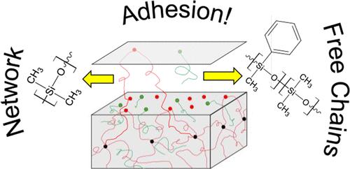 Role of Free Polymer Chains in the Adhesion of Polydimethylsiloxane Elastomers to Solids