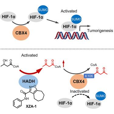 CBX4 acetoacetylation as an inhibitory mechanism of HIF-1α activity