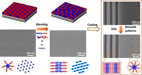 Tailoring the Morphology Transformation and Simultaneous Generation of Bimodal Patterns through Directed Self-Assembly of Binary Cylindrical Block Copolymer/Homopolymer Blends