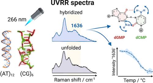 UV Resonance Raman Spectroscopic Marker Bands of Base Pair Formation During Nucleic Acids Assembly.