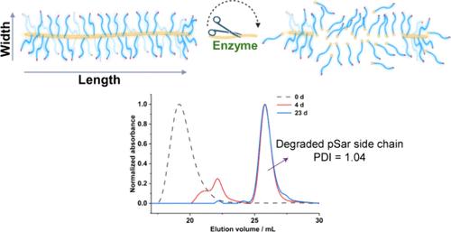 Polypept(o)ide Based Biodegradable Cylindrical Polymer Brushes: Controlling Size, Shape, Surface Functionality, and Stability.