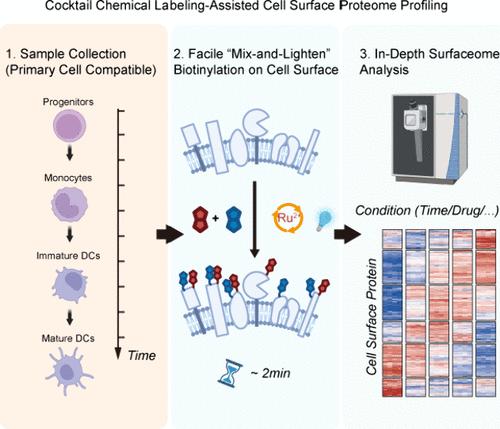 Cocktail Chemical Labeling for In-Depth Surfaceome Profiling of Bone-Marrow-Derived Dendritic Cells