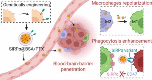 Genetically Engineered Biomimetic Nanoparticles for Synergistic Activation of Glioma-Associated Macrophages against Glioblastoma