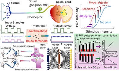 Hybrid WS2-Based Memristor With Tunable Conductance Modulation for Neuromorphic and Nociceptive Learning