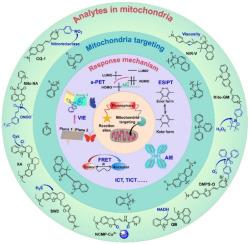 Recent advances in the mitochondria-targeting small molecule fluorescent probes: from the principal design to biological applications