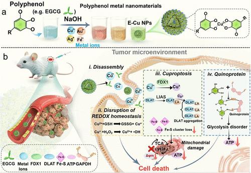 Engineering Assembly of Metal-Phenolic Nanoparticles with High Biocompatibility for Tumor Therapy