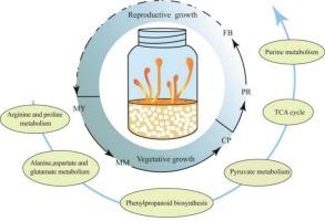 Metabolomics analysis reveals the formation mechanism of Cordyceps militaris fruiting bodies in liquid culture
