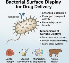 Repurposing the bacterial surface display technology for drug delivery