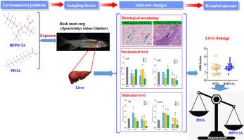 Comparative hepatotoxicity of HFPO-TA and PFOA in Opsariichthys bidens: Greater liver injury induced by the PFOA alternative