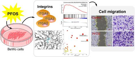 Perfluorooctanesulfonic Acid Facilitates the Migration of Choriocarcinoma Cell Line BeWo: Integrins as Potential Target