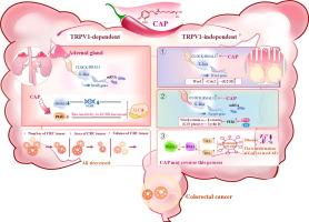 Role of capsaicin, circadian clock genes, and TRPV1 in colorectal carcinogenesis: Lessons and future directions