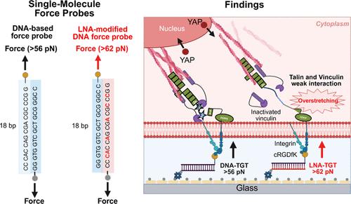 Locked Nucleic Acid-Modified Force Probe Reveals High-Force Regulation of Yes-Associated Protein through Talin–Vinculin in Breast Cancer