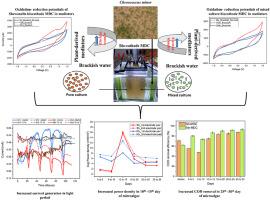 Chroococcus minor cathode and polyphenolic mediated anode for enhancing bioenergy and bioremediation in a novel microbial desalination cell