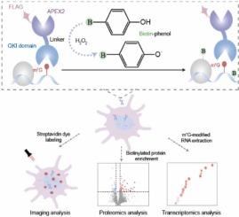 m7G-PIP: Spatially resolved live-cell mapping of m7G-centric RNA-protein interactomes