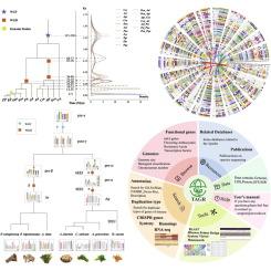 Comprehensive genomic analysis and database construction for Apiales