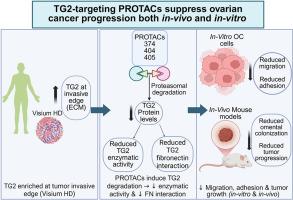 Novel PROTACs targeting tissue transglutaminase (TG2) suppress tumorigenicity of ovarian cancer cells