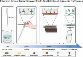 Development of a portable dropper-based biosensor for rapid and cost-effective detection of Salmonella typhimurium in food samples