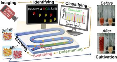 Computer vision-assisted sorting and selective cultivation of high-activity anammox granules