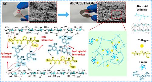 Novel Bacterial Cellulose Composite Material Prepared by the Synergistic Deposition of Collagen and Tannin