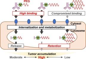 Control of pharmacokinetics of radioimmunoconjugates using chelating agents containing poly(ethylene glycol)