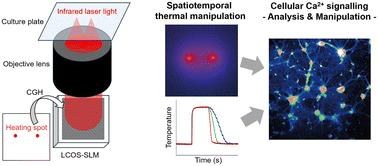Spatiotemporal temperature control by holographic heating microscopy unveils cellular thermosensitive calcium signalling