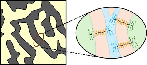 Disordered Bicontinuous Morphology from Frustrated Dumbbell-Shaped ABC Bottlebrush Block Terpolymers