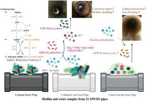 Material-driven microbiologically influenced corrosion mechanisms in drinking water distribution systems