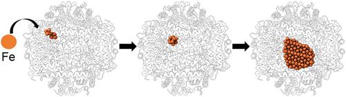 The Mechanism of Mineral Nucleation and Growth in a Mini-Ferritin