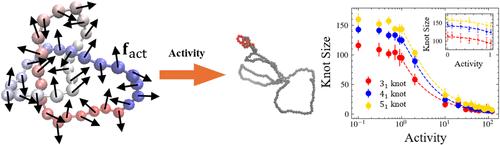 Behavior of Active Polymer Knots