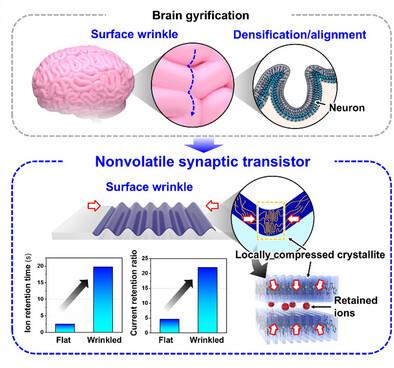 Brain‐Inspired Topological Surface Modulation for Advanced Nonvolatility in Organic Artificial Synapses