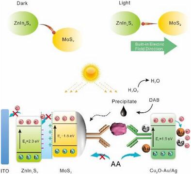 Synergistic Signal Amplification by Cu2O‐Au/Ag Nanozyme in Heterojunction Photoanode for High‐Sensitivity Photoelectrochemical Detection of Cyfra21‐1