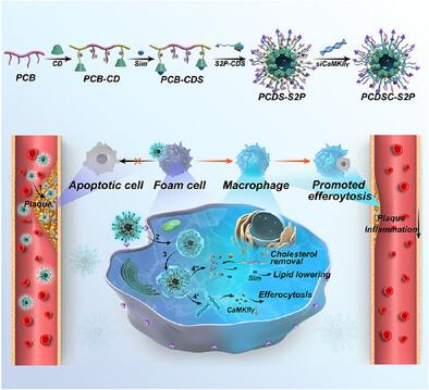 Zwitterionic Supramolecular Nanoassemblies With siRNA and Simvastatin as “Nanoscavenger” for Synergistic Atherosclerosis Treatment